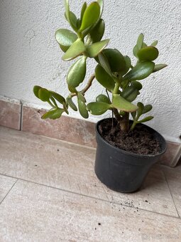 tlustice vejčitá - crassula ovata, - 2