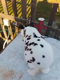 Rex dalmatinský strakáč černožlutý - 2