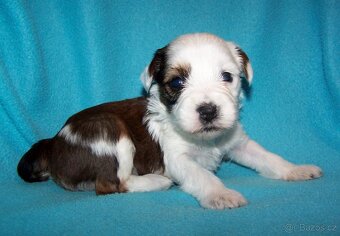 Tibetský teriér s PP - štěňata - 2
