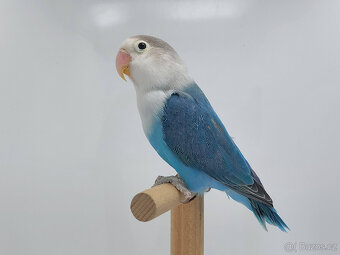 Agapornis fischeri - 2