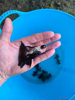 ❗️ZÁVOJNATKA ČÍNSKÁ 3-13CM❗️ - 2