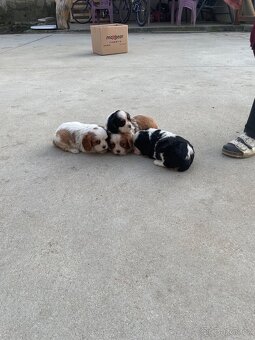 Kavalir king charles španěl - 2