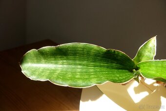 Tchynin jazyk, Sansevieria , Nalika Green Form - 2