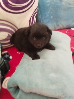 Křížení Pomeranian - 2