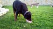 Rottweiler, rotvajler, RTW s PP - 2
