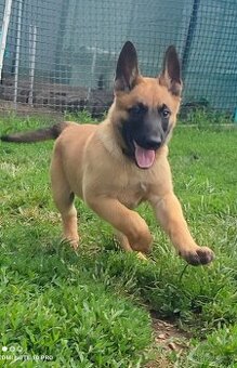 🐾 Axel – Malinois s PP, světlý nebojsa hledá parťáka 🐾 - 2