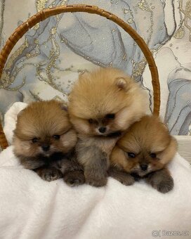 Pomeranian mini - 2