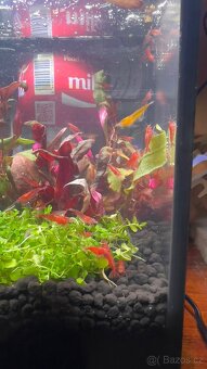 Krevety Neocardina red - 2