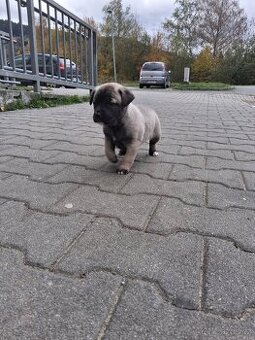 Prodám štěně - 2