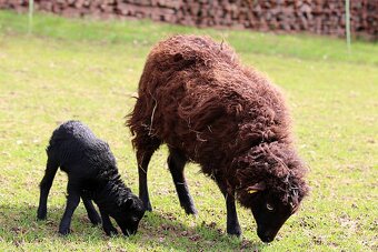 Quessantské ovečky - 2