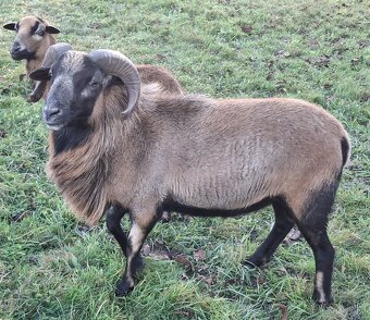 Kamerunský beran - 2