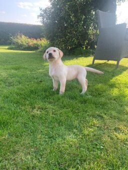 Labradorský retrívr - 2