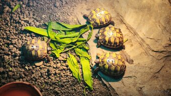 Želva zelenavá Testudo Hermanni - 2