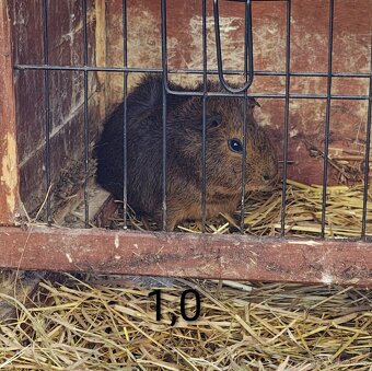 Morčata angorská a krátkosrstá - 2