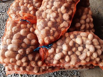 Brambory konzumní - 2