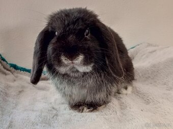 Volný Sameček - Anglický Zakrslý Beránek MiniLop🍑🧡🤍 - 2