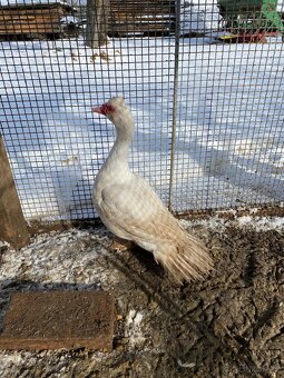 Prodám krásné 2 kačery - 2