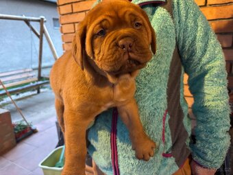 Bordeauxská doga - 2