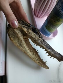 Preparovaná hlava krokodýla - 2