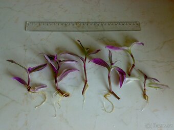 Voděnka Tradescantia fluminensis Nanouk - zakořeněné řízky - 2