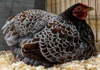 Slepičky Wyandotky zdrobnělé na vajíčka i na okrasu - 2