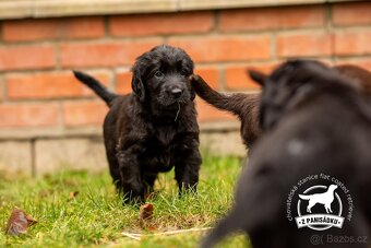 Flat coated retriever - štěňátka s PP a zajímavým rodokmenem - 2