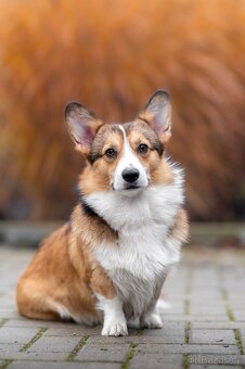 Welsh corgi Pembroke krytí - 2