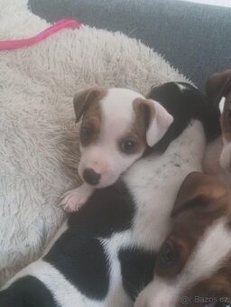 Jack Russel štěňátka - 2