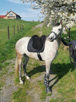 Podsedlova decka Eskadron Glitter DL cerna - 2