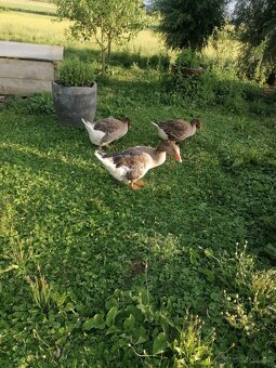 Husa landeska inzerát platí do smazaní. - 2