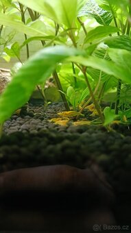 Krevetky neocaridina (yellow neon stripe) - 2