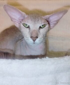 Peterbald s PP Pandora Marbleficent - 2