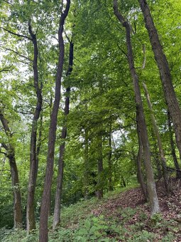 Prodám lesní pozemky v k.ú. Brod nad Labem - 2