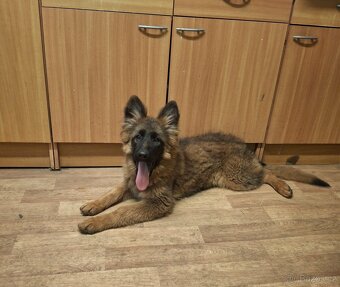 Německý ovčák s PP - 2