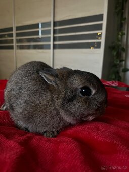 Zakrslý králík - 2