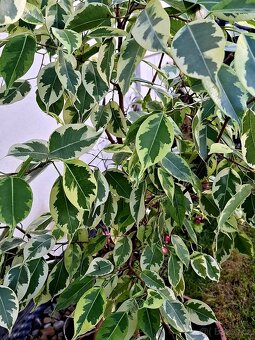 Ficus, Ficus Benjamin, pokojové rostliny, Fikus Benjamin - 2