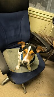 Jack Russell teriér - 2