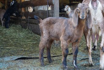 100% An kozlíci - 2