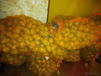 Sadbové brambory - 2