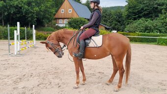 Sportovní Pony - 2