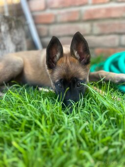 Belgický ovčák malinois - 2