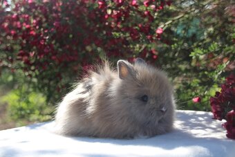 Teddy miminka - 2