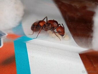 Mravenec nikobarský (Camponotus nicobarensis) - 2