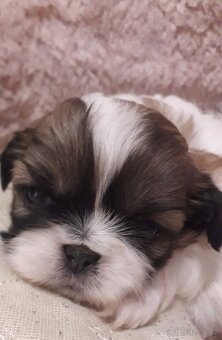 Shih-tzu krásná štěňátka, - 2