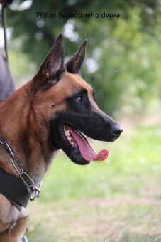 Prodám štěněta BO Malinois s PP - 2