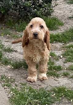 Cockapoo - 2