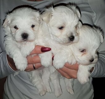 Maltipoo - 2