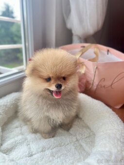 Pomeranian mini - 2