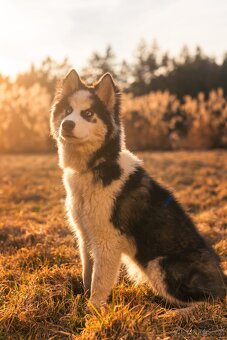 Štěně husky - 2