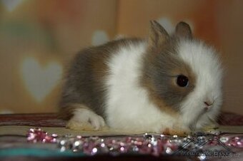 Zakrslí králíčci Teddy s VP -> doprava po ČR zajištěna - 2